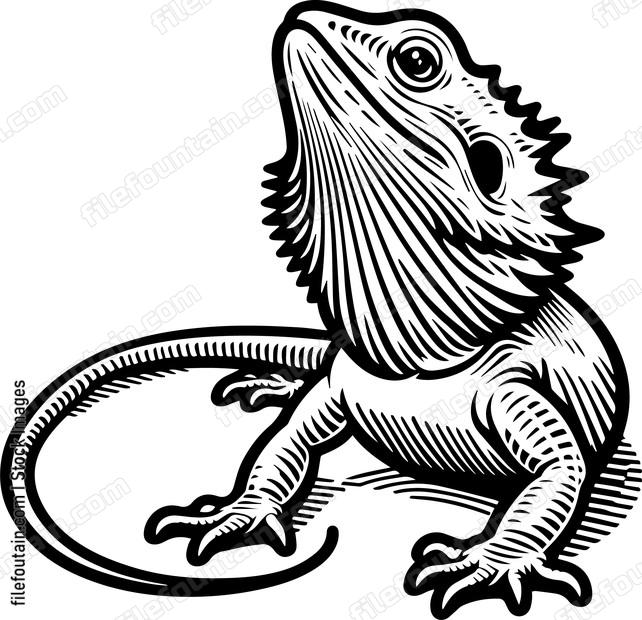 Frilled Neck Lizard