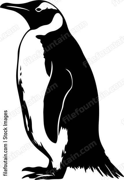 Gentoo Penguin