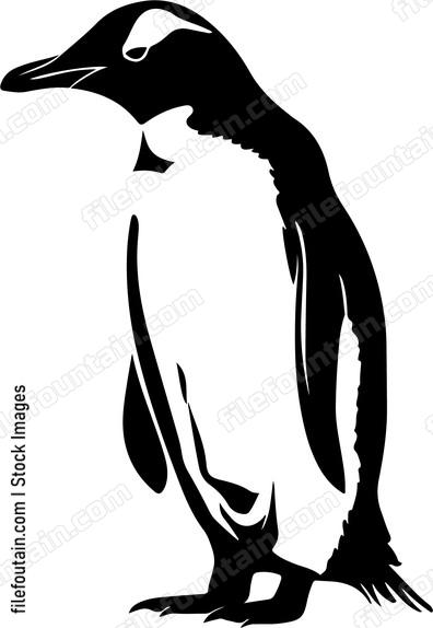 Gentoo Penguin