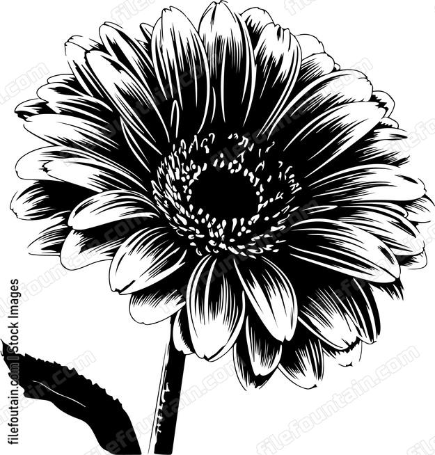 Gerbera Flower