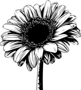 Gerbera Flower