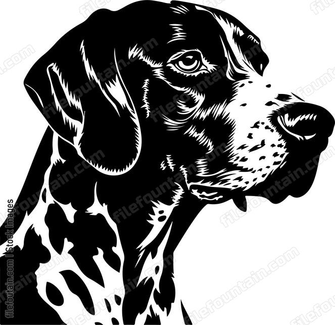 German Shorthaired Pointer c