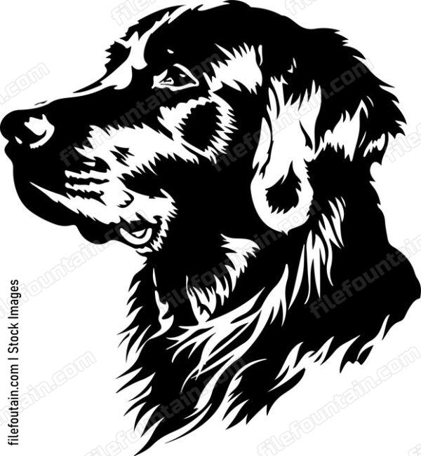 Golden Retriever Head