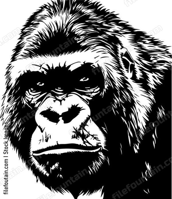 Gorilla Male