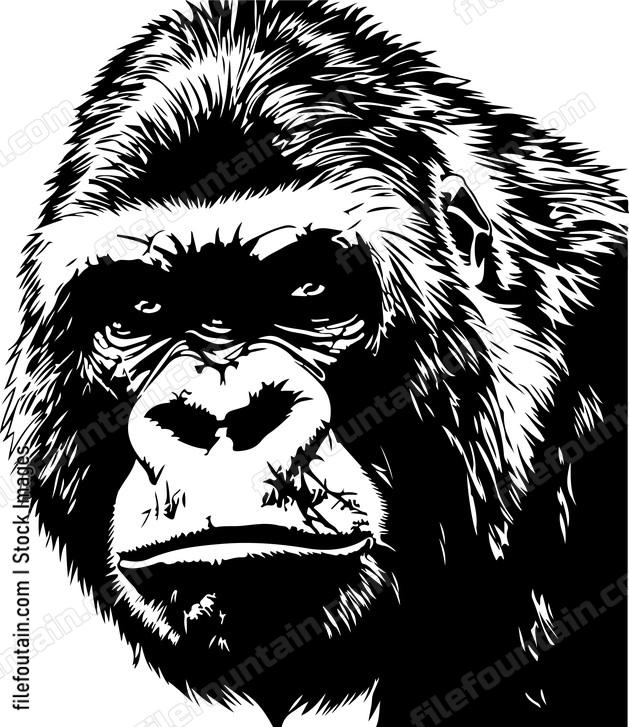 Gorilla Male