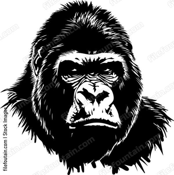 Gorilla Male