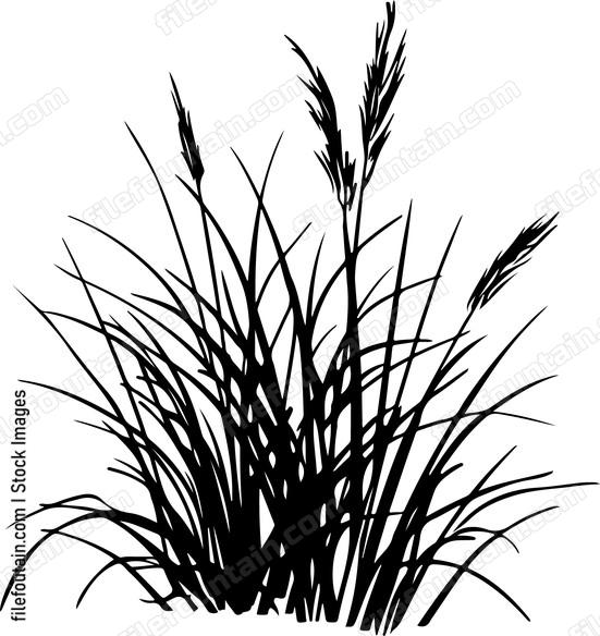 Grass