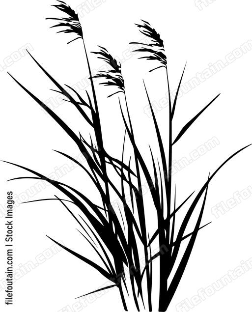 Grass