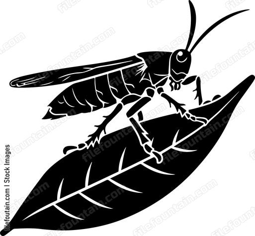 Grasshoper On A Leaf