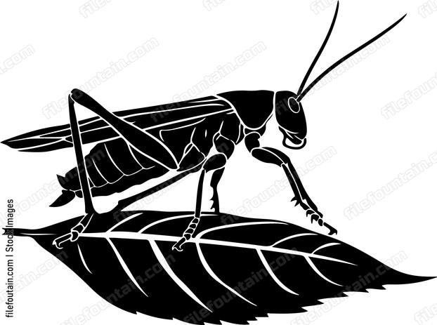 Grasshoper On A Leaf