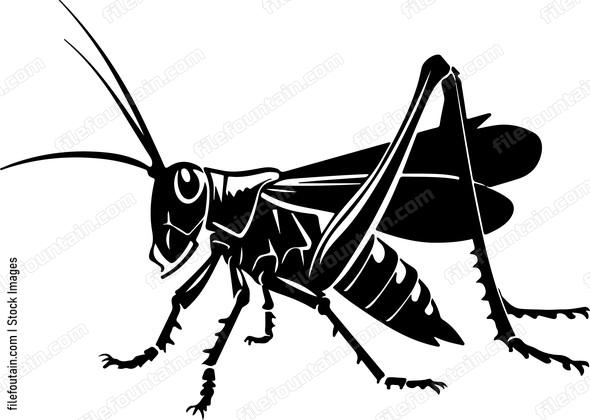 Grasshopper