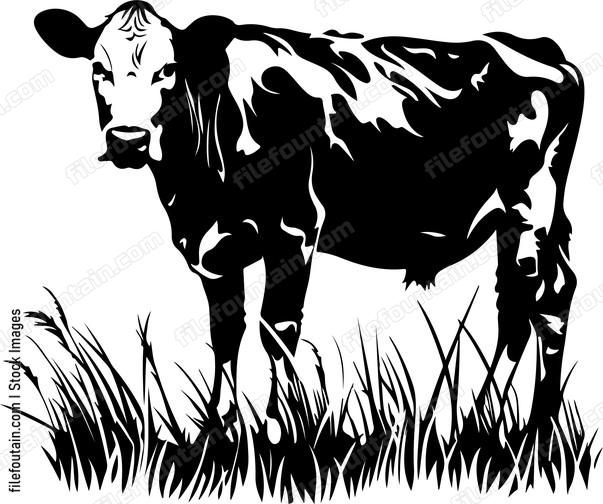 Grazing Cows