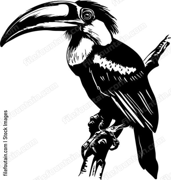 Great Hornbill