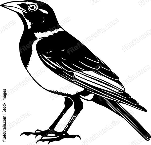 Great Myna Bird