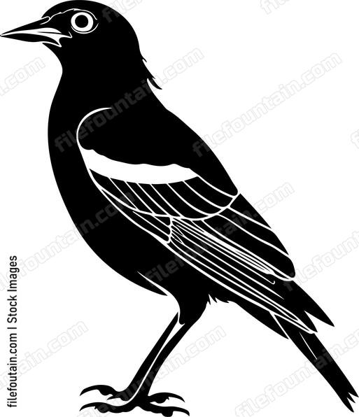 Great Myna Bird