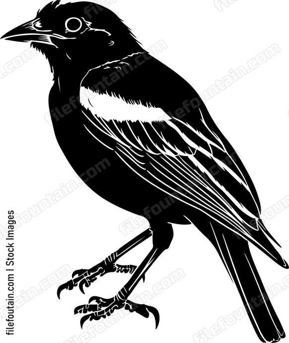 Great Myna Bird