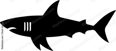 Great White Shark