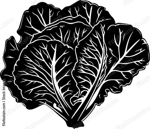 Green Butter Lettuce