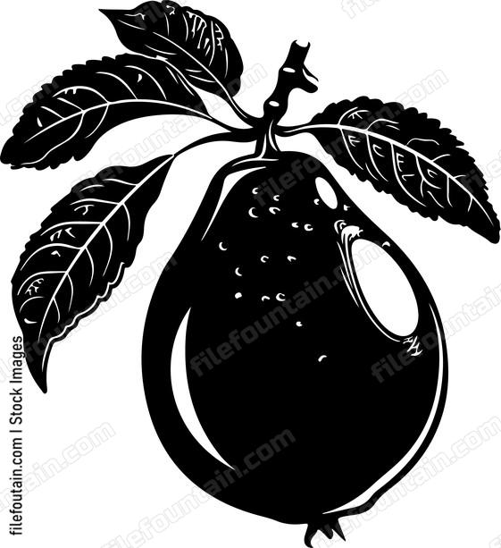 Guava Fruit