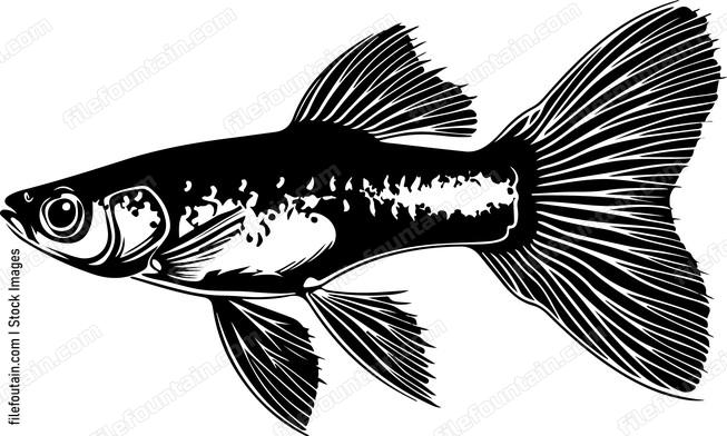Guppy Fish