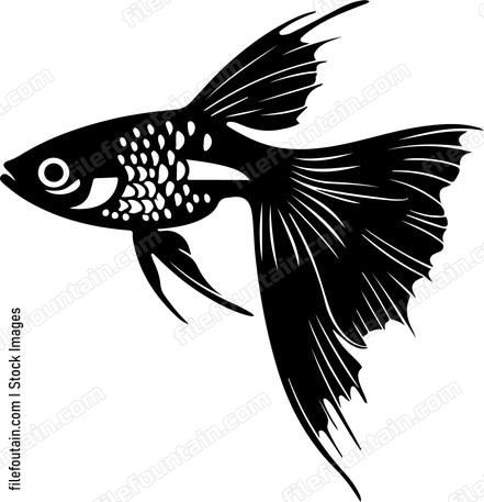 Guppy Fish
