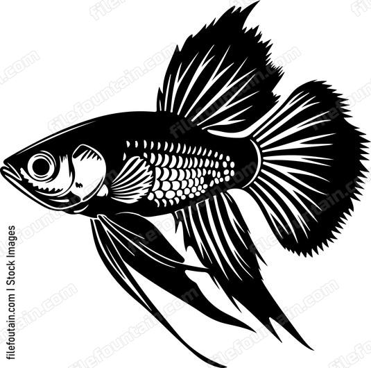 Guppy Fish