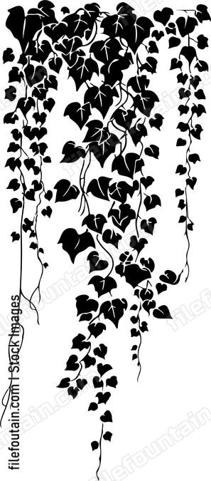 Hanging Ivy