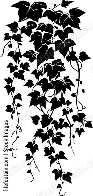 Hanging Ivy
