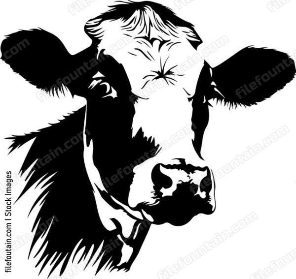Heifer