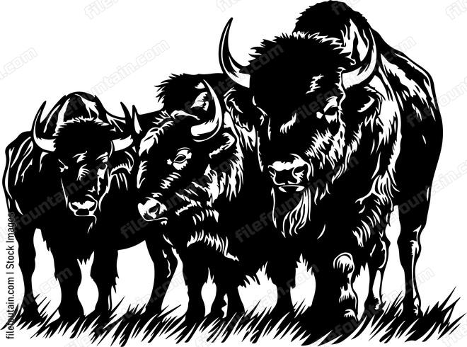 Herd Of Bison