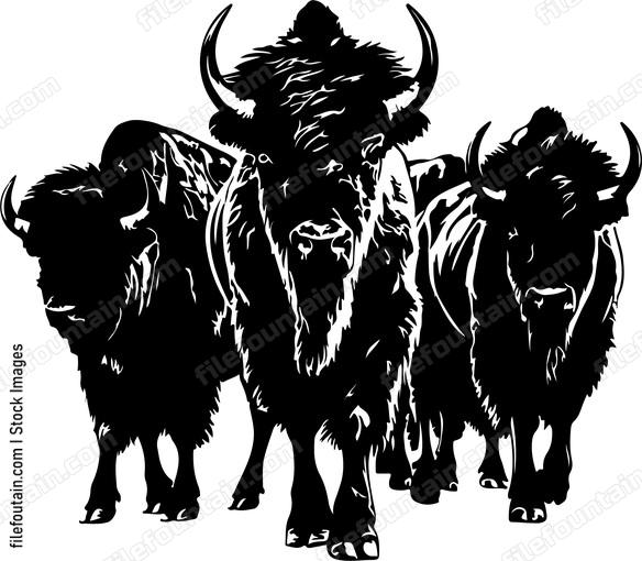 Herd Of Bison