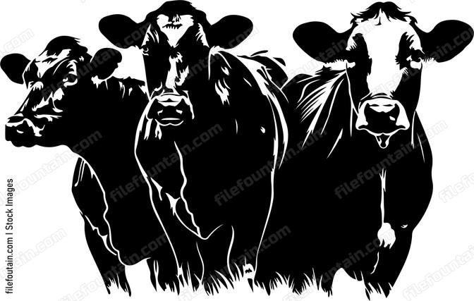 Herd Of Cattle