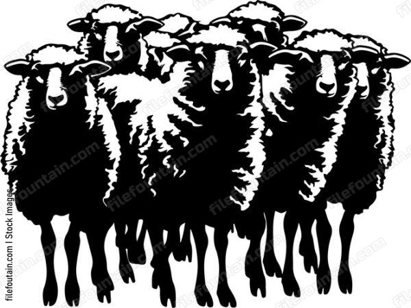 Herd Of Sheep