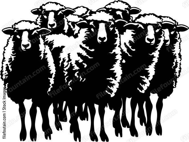 Herd Of Sheep