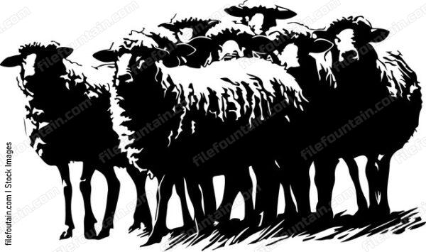 Herd Of Sheep