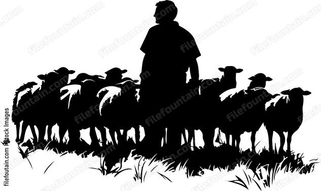 Herd Of Sheep And Shepherd a