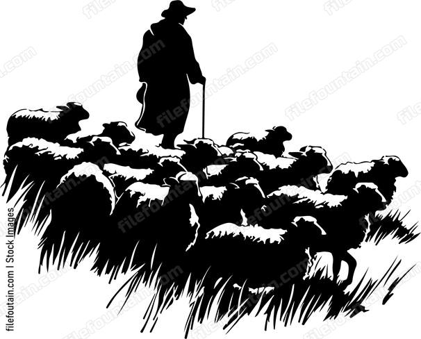 Herd Of Sheep And Shepherd a