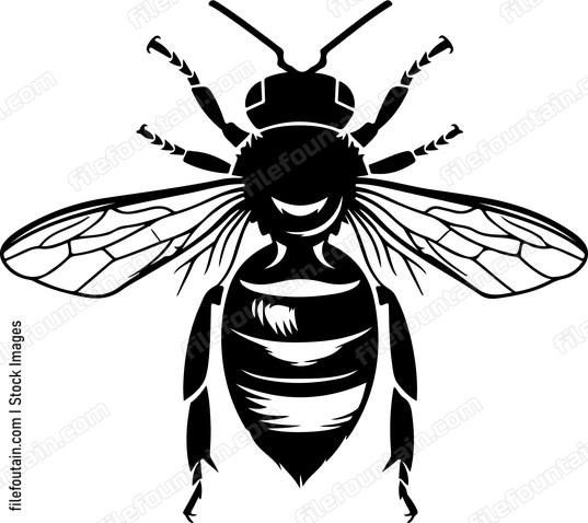 Honey bee