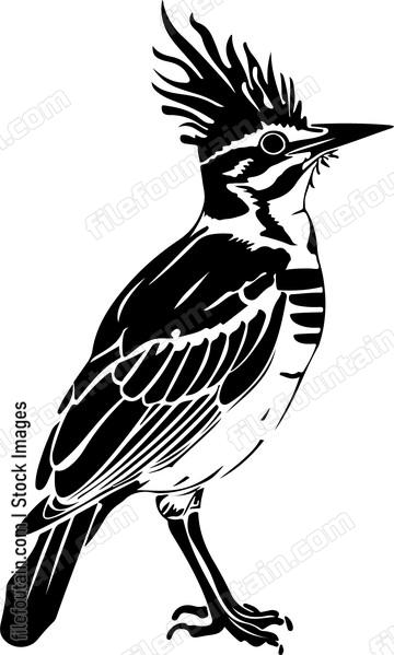 Hoopoe Bird