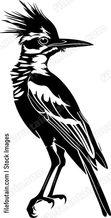 Hoopoe Bird