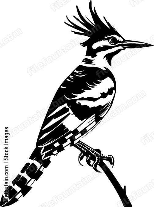 Hoopoe Bird