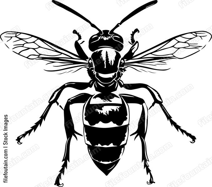 Hornet