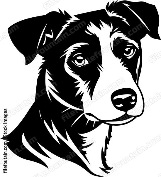 Jack russell terrier dog head