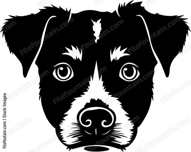 Jack russell terrier dog head