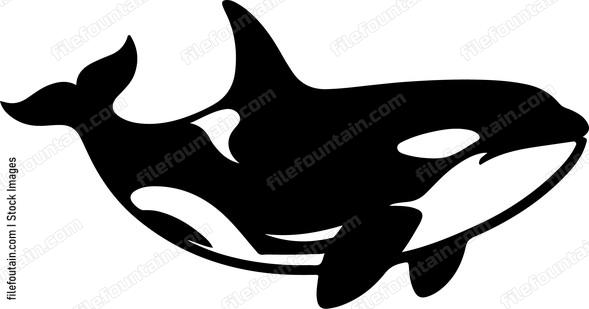 Killer Whale