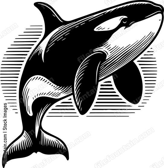 Killer Whale