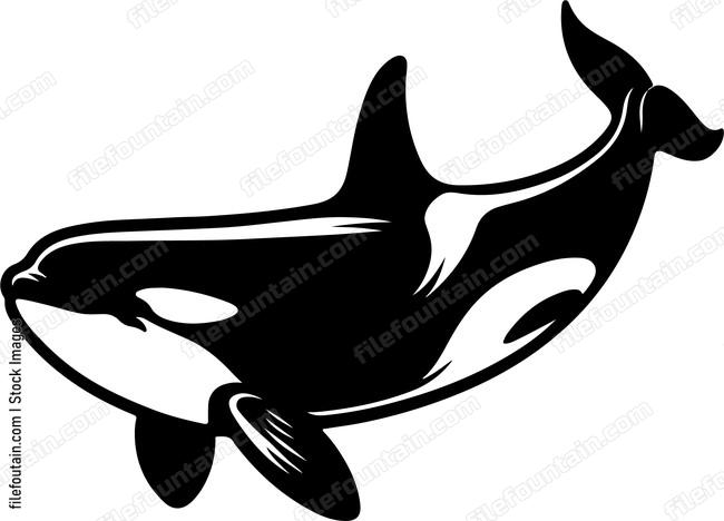 Killer Whale