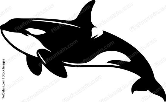 Killer Whale
