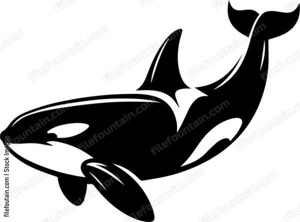 Killer Whale