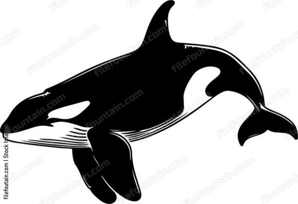 Killer Whale